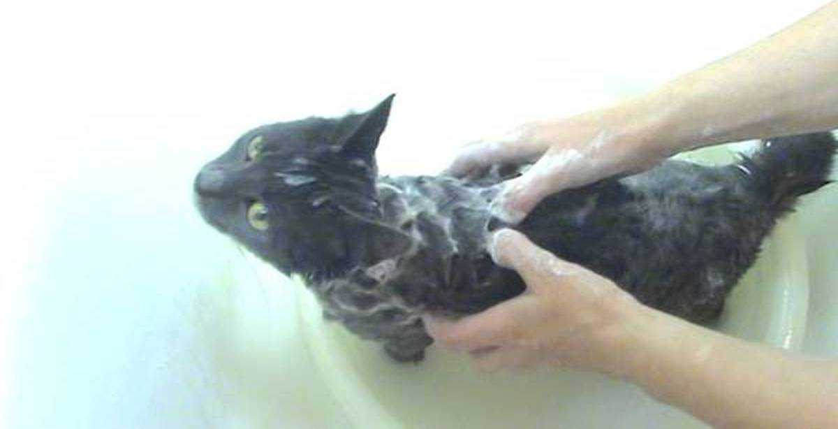 Применение дегтярного мыла для выведения блох у кошек и собак