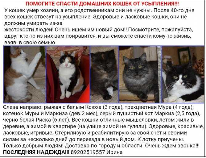 Как усыпляют кошек в ветклиниках - эвтаназия в домашних условиях - kotiko.ru