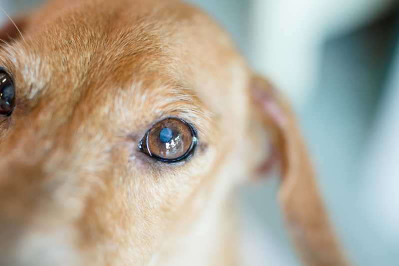 Бельмо на глазу у собаки: лечение