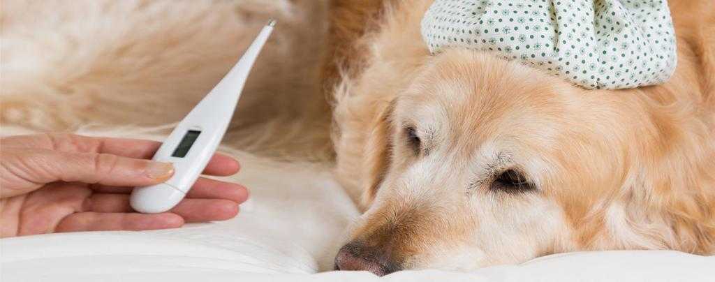 Защемление нерва у собаки: симптомы, диагностика и лечение | блог ветклиники "беланта"