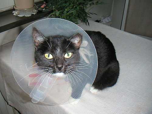 Габапентин для кошек – лекарство от судорог