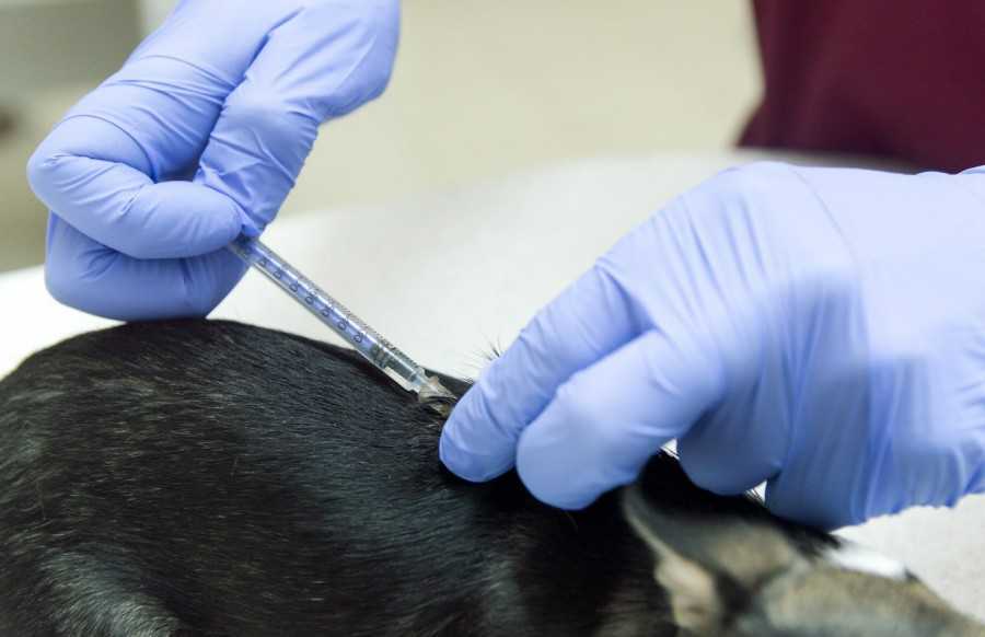 Как собаке сделать укол внутримышечно и подкожно: подготовка к инъекции, техника укола в мышцу и холку