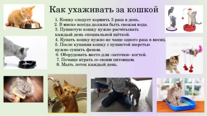 Как ухаживать за ушами собаки должен знать каждый собачник - kupipet.ru