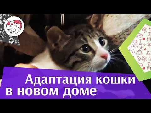 Как правильно перевести собаку на сухой корм — pet-mir.ru