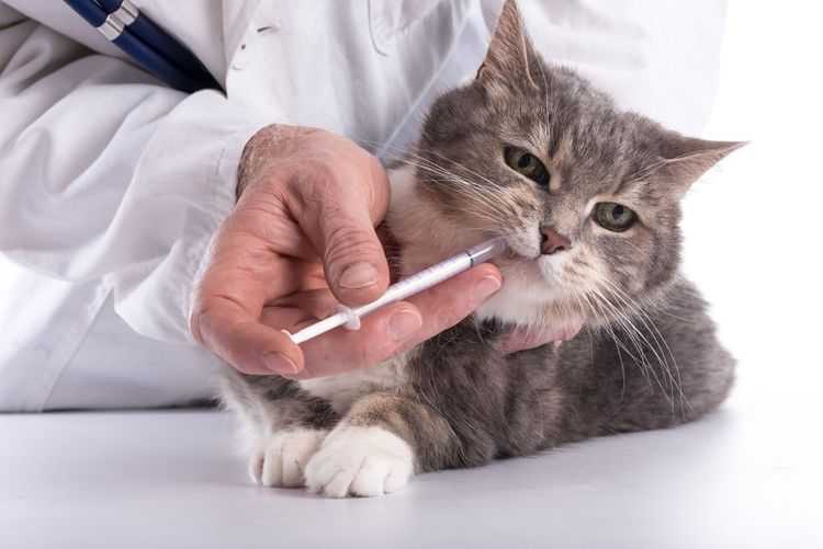 Прививки кошкам и котятам: правила и график вакцинации кошек, первая и последующая прививки, подготовка и рекомендации владельцам