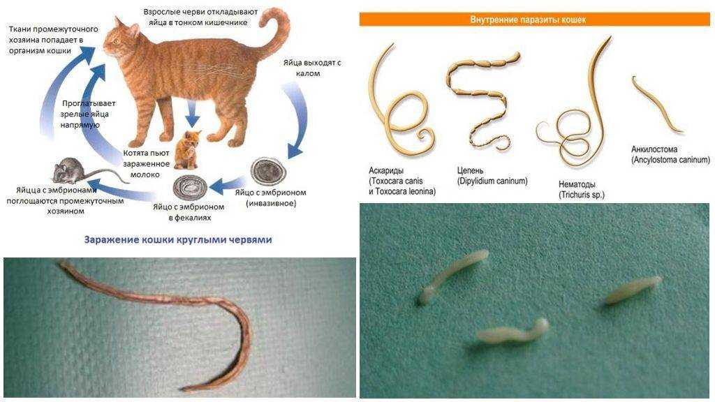 Плохой уход и неправильное лечение глистов у кошек может привести к заражению блохами, глистами, появлению лишая, чумки и других опасных заболеваний