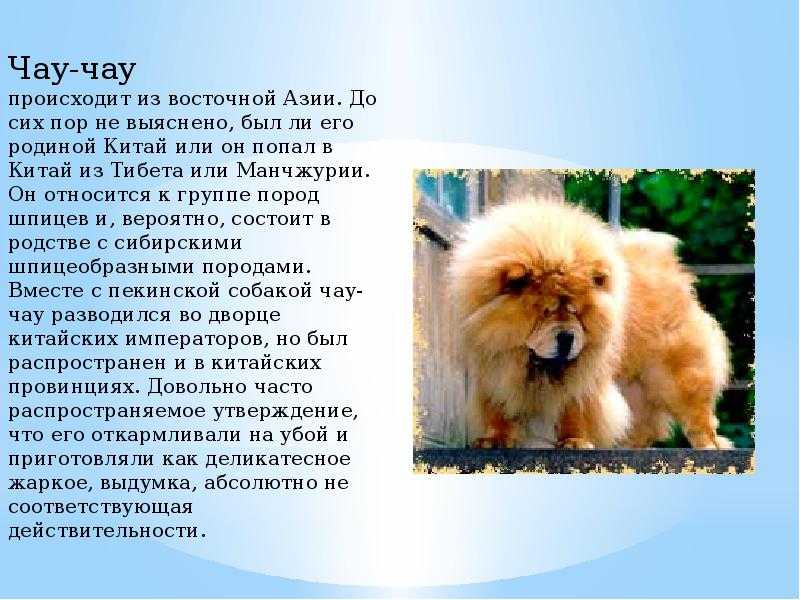 Собака породы чау-чау: 60 фото, особенности, советы по уходу и выбору