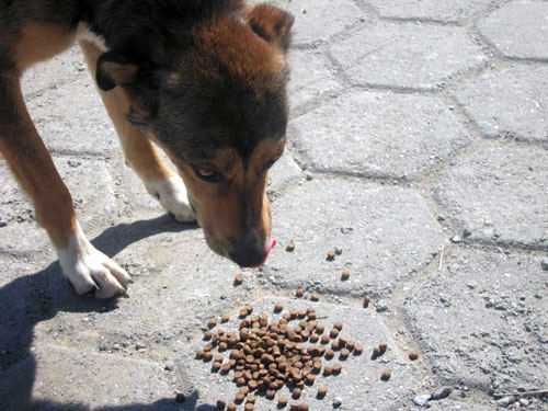 Почему собака ест камни: отвечаем подробно и даем советы