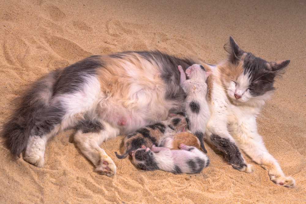 В каком возрасте кошки перестают рожать котят?