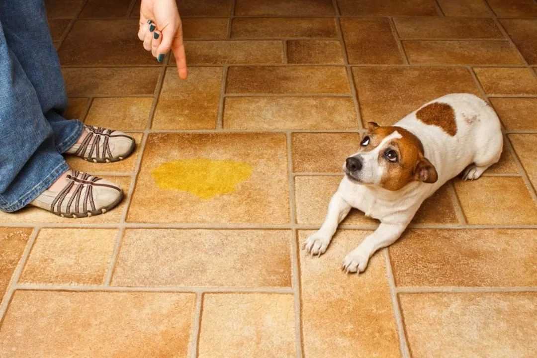 Как приучить собаку из приюта к туалету на улице? и можно ли это сделать, если собака взрослая?