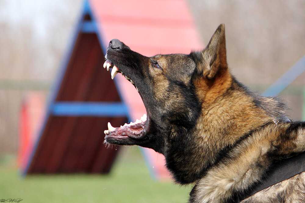 Виды агрессии у собак, причины и способы устранения