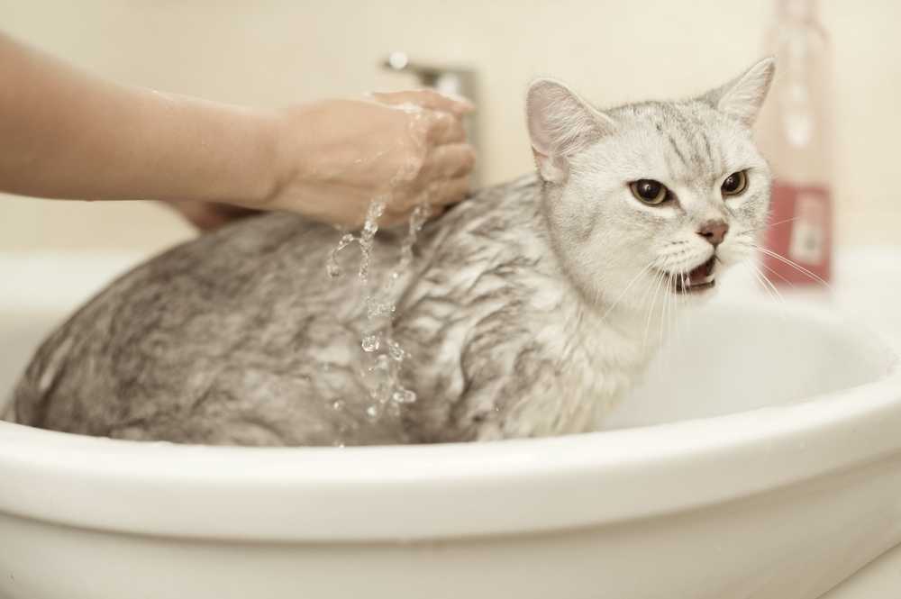 Варианты с какого возраста можно купать котят и как правильно это делать: излагаем вопрос