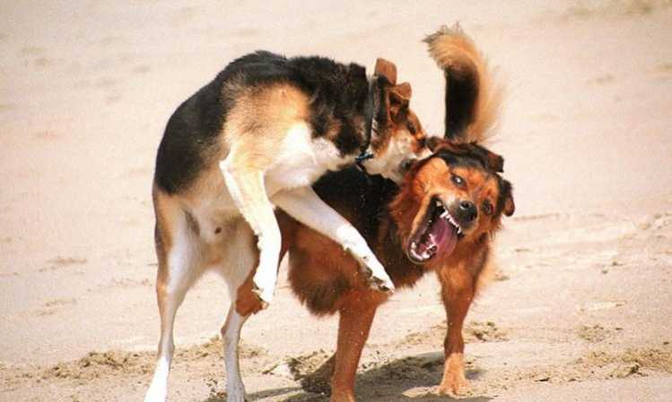 Какие мотивы у агрессии собаки? в чём причины? как исправить? (wolcha.ru)