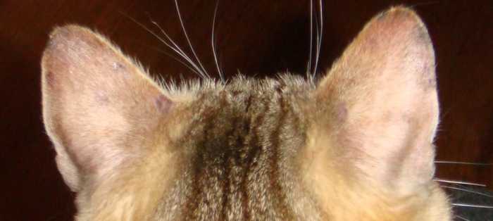 5 причин почему у кошки лысеют уши - лечение и профилактика
