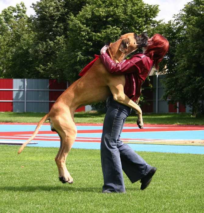 Как отучить собаку прыгать на хозяина: почему собаки так делают?