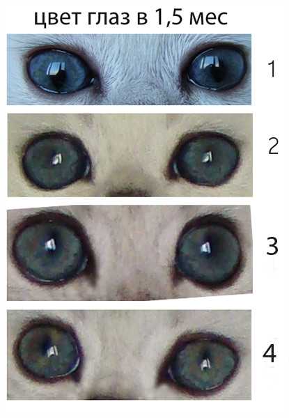 Когда у котят меняют цвет глаза, в каком возрасте?