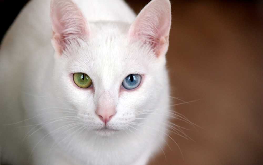 Породы белых кошек: список с фото и названиями