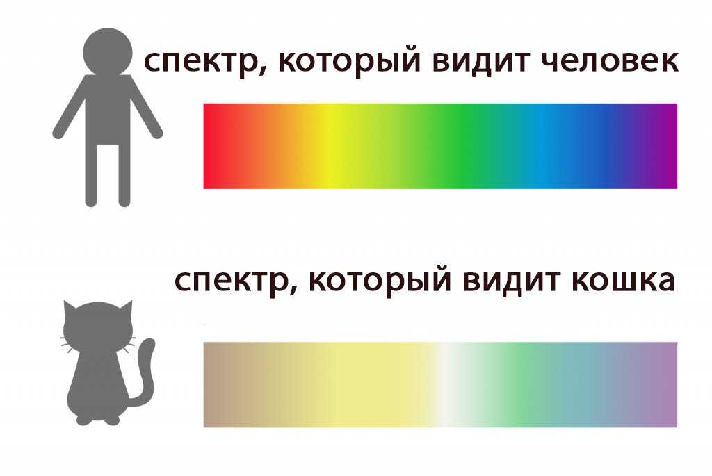 Картинки как видят кошки