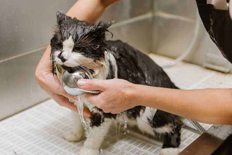 Можно ли купать кошку человеческим шампунем?