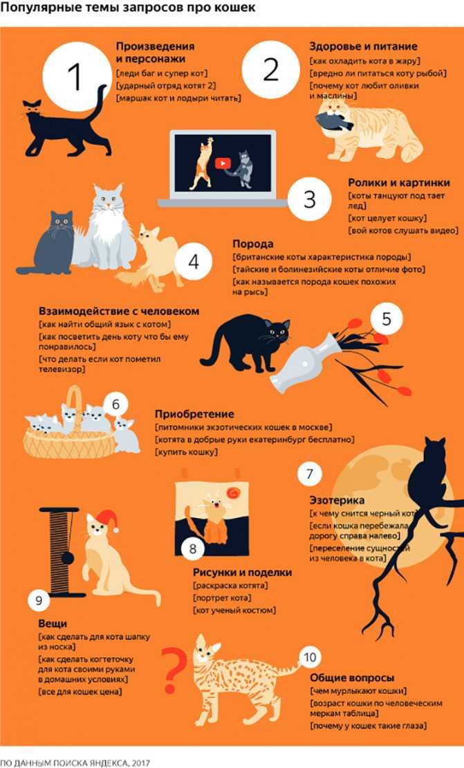 Сколько котенок может прожить без еды?