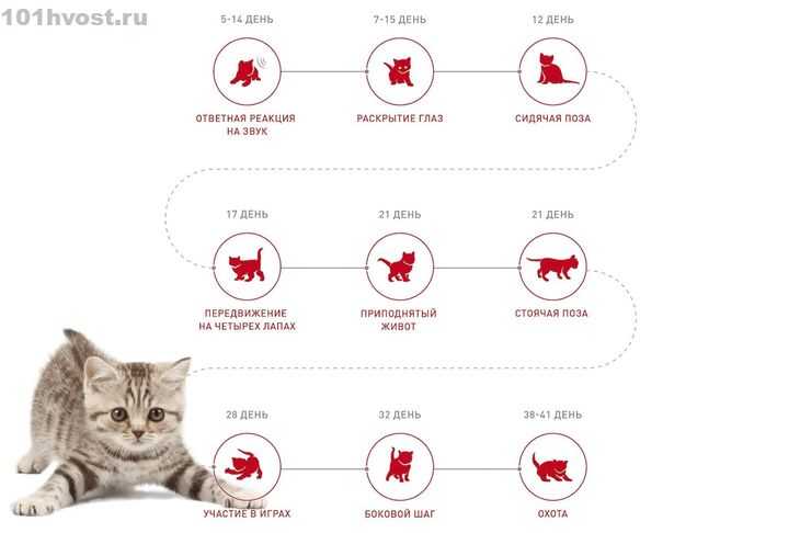 До какого возраста растут коты и кошки?