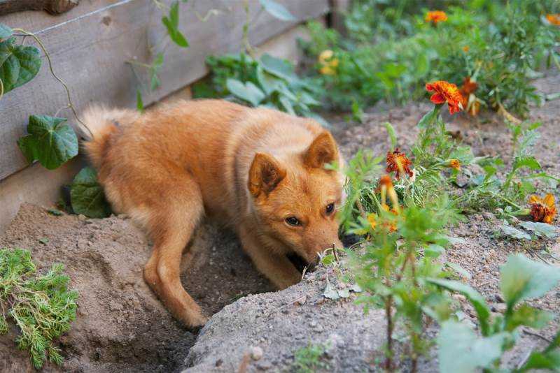Как отучить собаку копать ямы во дворе — 6 проверенных способов