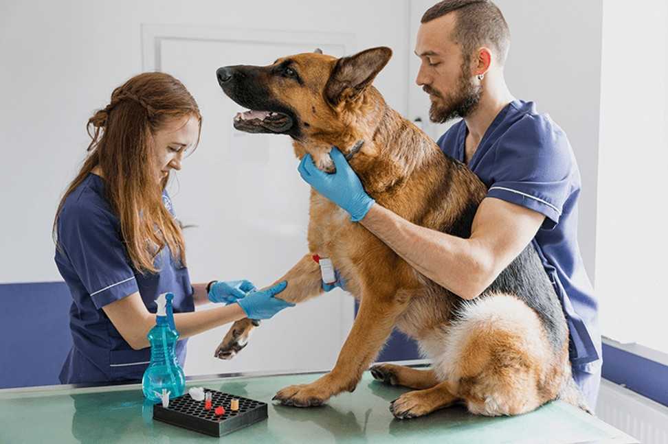 Бывает ли течка у стерилизованных собак: возможность эструса и его симптомы