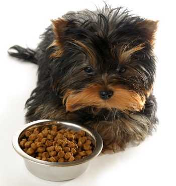 Чем кормить щенка: в 1, 2, 3 и 5 месяцев, чем кормить большую собаку в домашних условиях