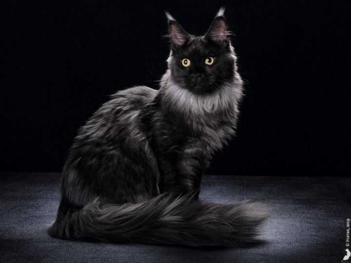 Дымчатый мейн-кун (17 фото): описание котят черного и серого, белого и красного окрасов