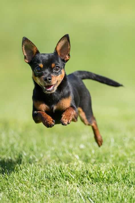 Маленькие породы собак (66 фото): названия и описание самых мелких собачек в мире, выбор домашних собак небольшого размера