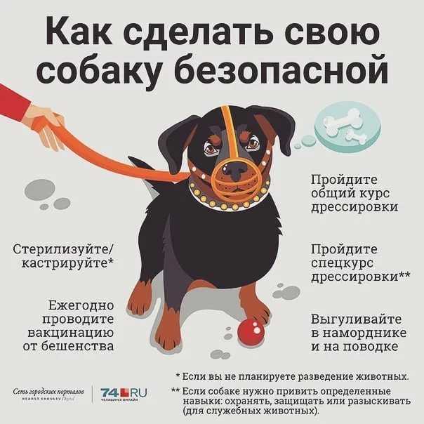 Закон о выгуле собак: правила и ответственность хозяев