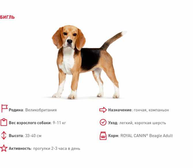 Бигль собака фото, описание породы, цена щенка, отзывы владельцев