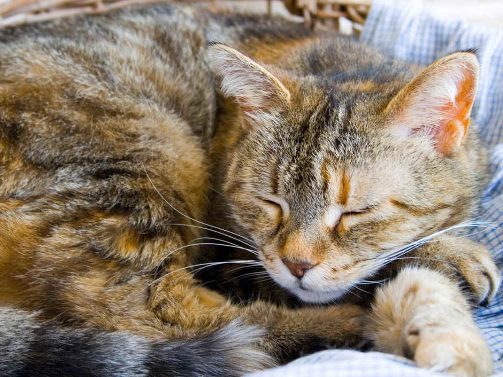 Обезвоживание у кошки — как вовремя обнаружить и вылечить