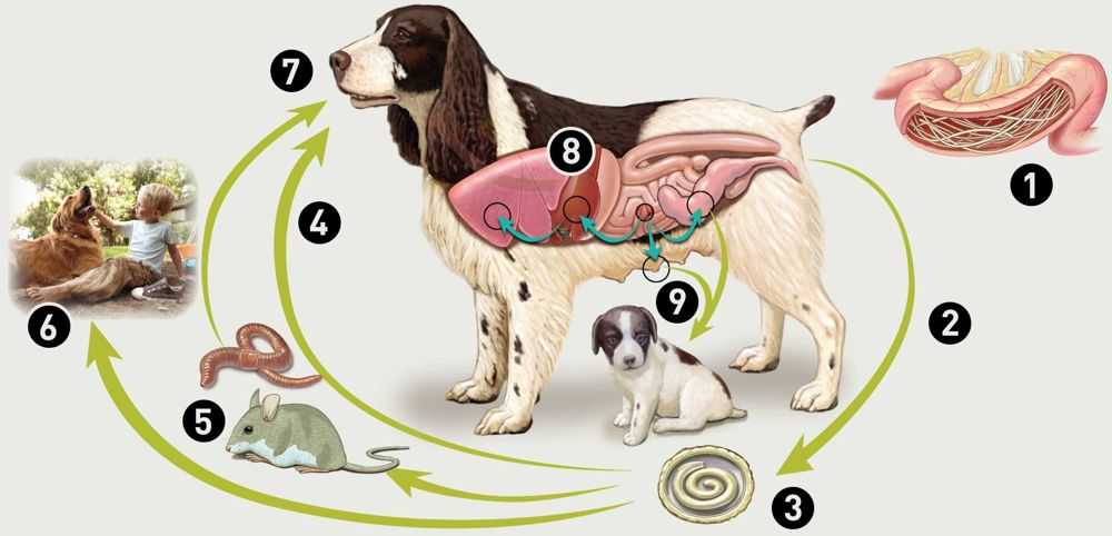 Глисты у беременной собаки: влияние на потомство, какие средства можно использовать