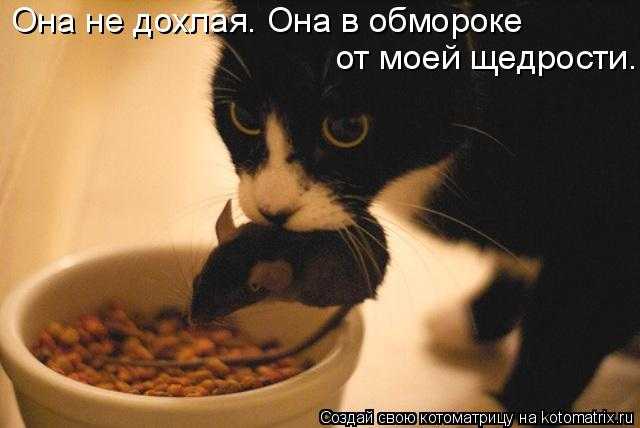 Поела и хочу есть. Кот хочет кушать. Котенок наелся. Кот в мечтах. Мышь ест кошачий корм.