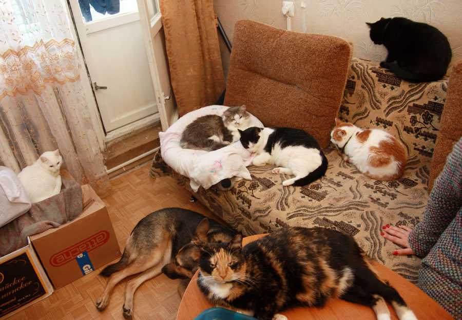 На сколько можно оставить кошку одну дома: примерные сроки, подготовка к плановому и внеплановому отъезду, кто может позаботиться о кошке
