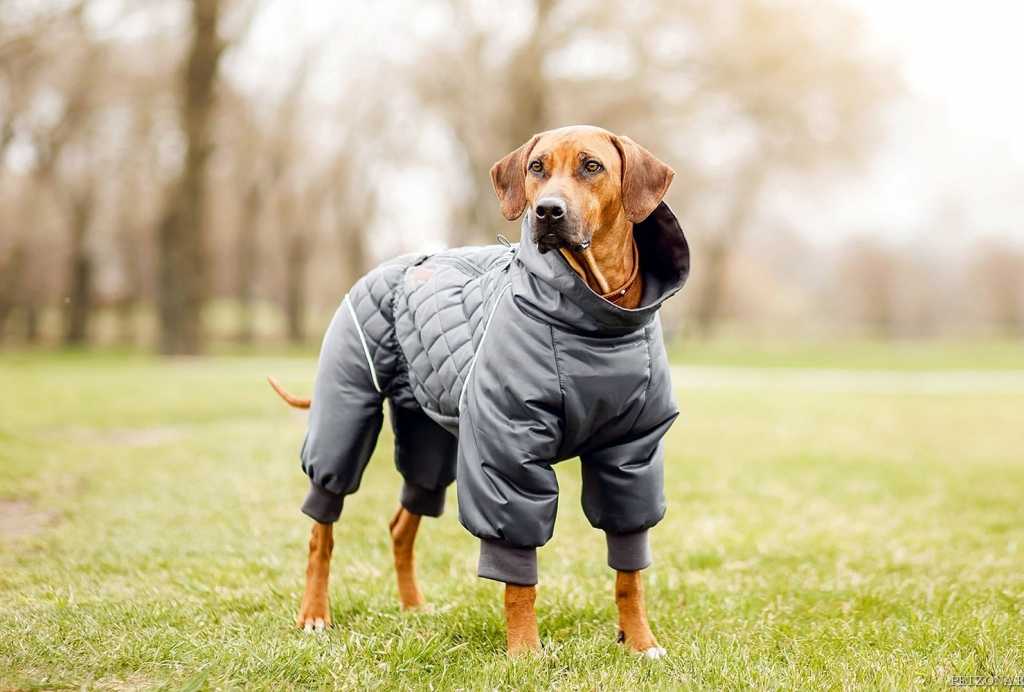 Летняя одежда для собак