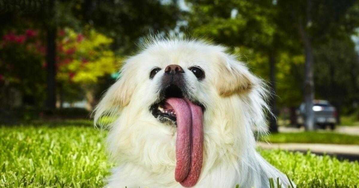 Высунут язык у собаки постоянно почему