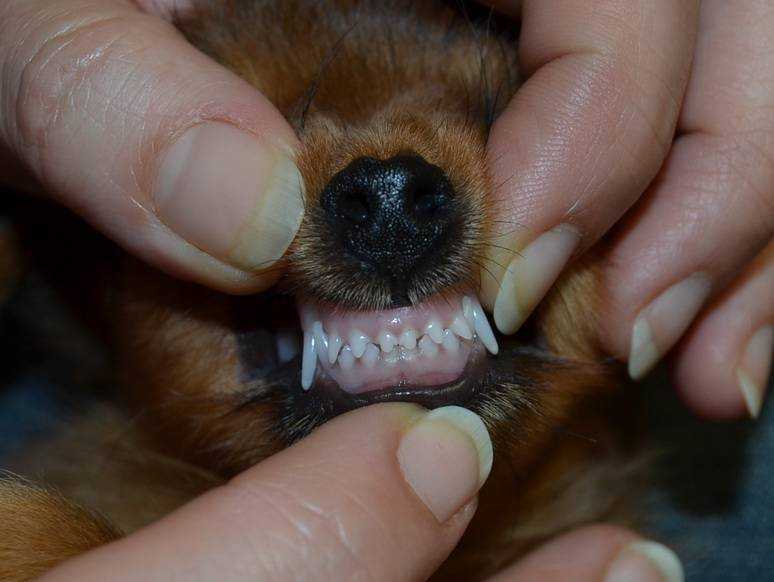 Смена зубов у вашего щенка