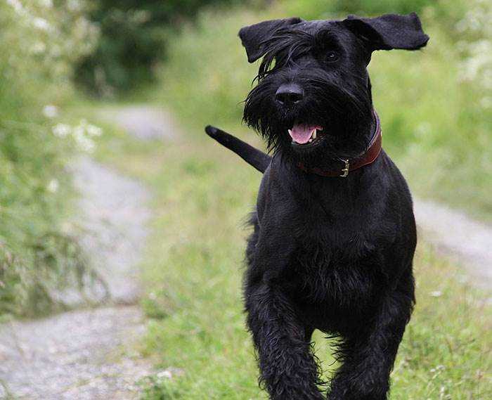 Ризеншнауцер фото?, характеристика породы и описание, черная собака