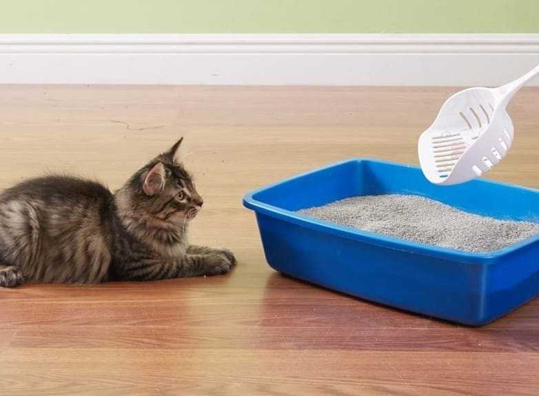 Кот метит территорию: как отучить усатого от вредной привычки