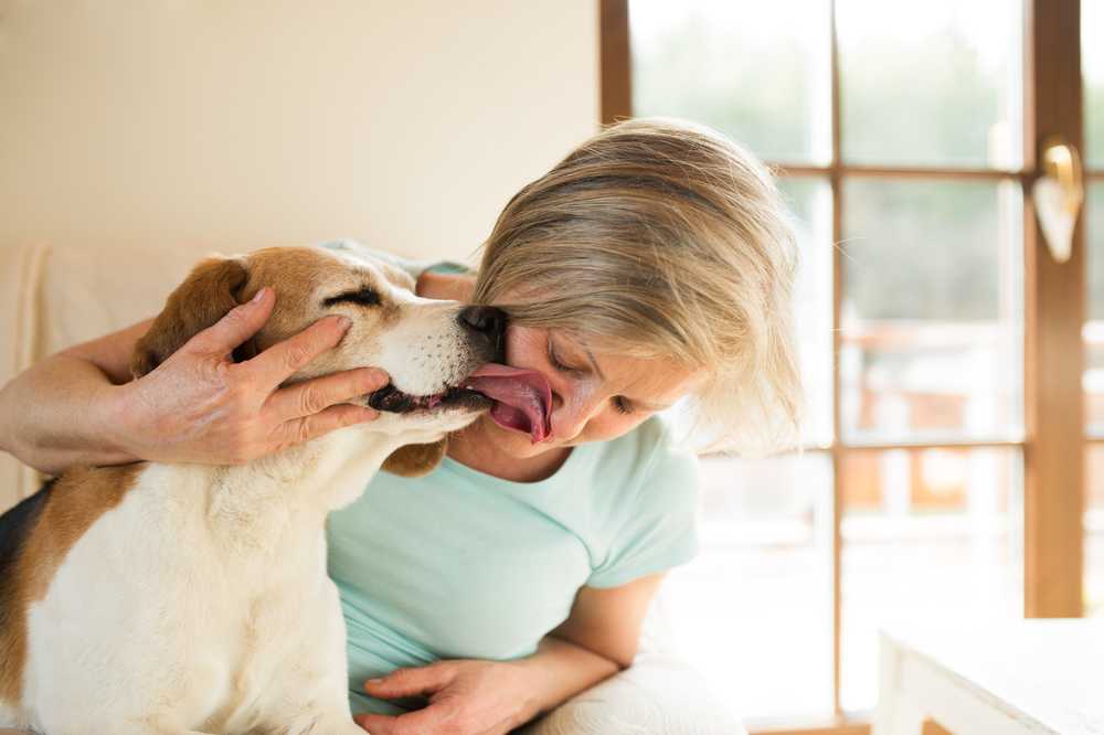 Почему собаки облаивают людей: причины и способы борьбы с вредной привычкой