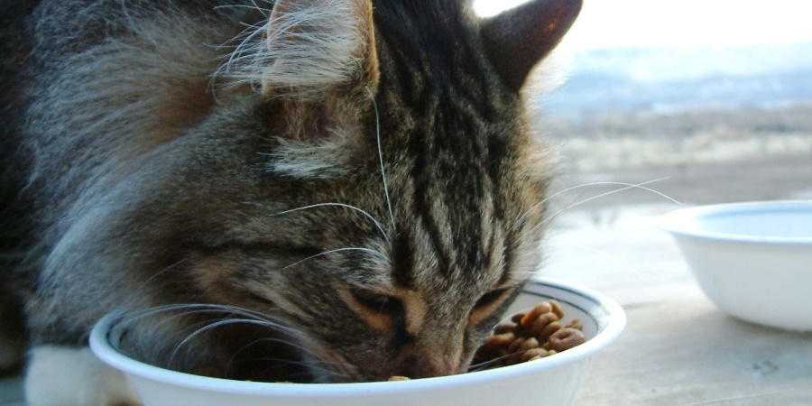 Кошка или кот постоянно просит есть: 12 причин, почему питомец хочет есть все время