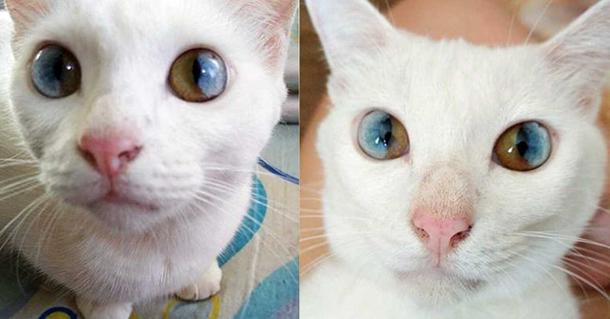 Одни утверждают, что разные глаза у кошки – мутация, другие полагают, что этот феномен указывает на наличие у животного какого-либо наследственного заболевания.