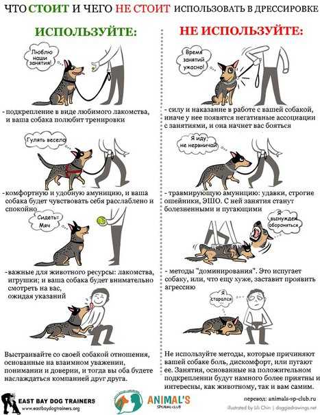 Почему нельзя бить собаку рукой: ответы опытных экспертов ' собаки '