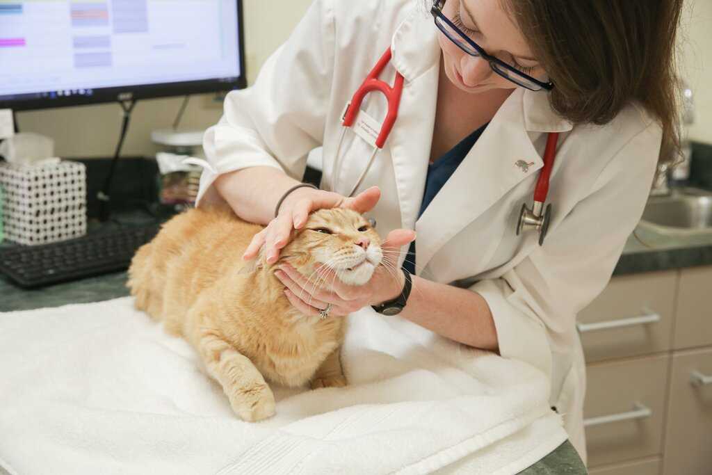 Клиника для котов. Кошка Ветеринария. Ветеринар с кошкой. Кот в ветеринарной клинике. Кошка в ветеринарной клинике.