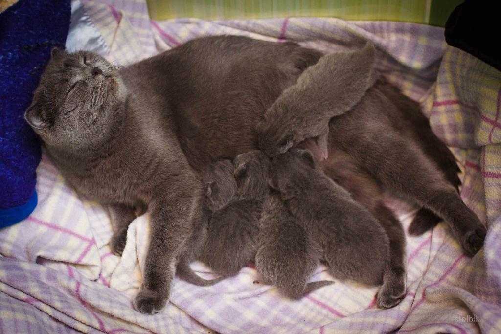 Сколько длится беременность у кошек британской вислоухой породы