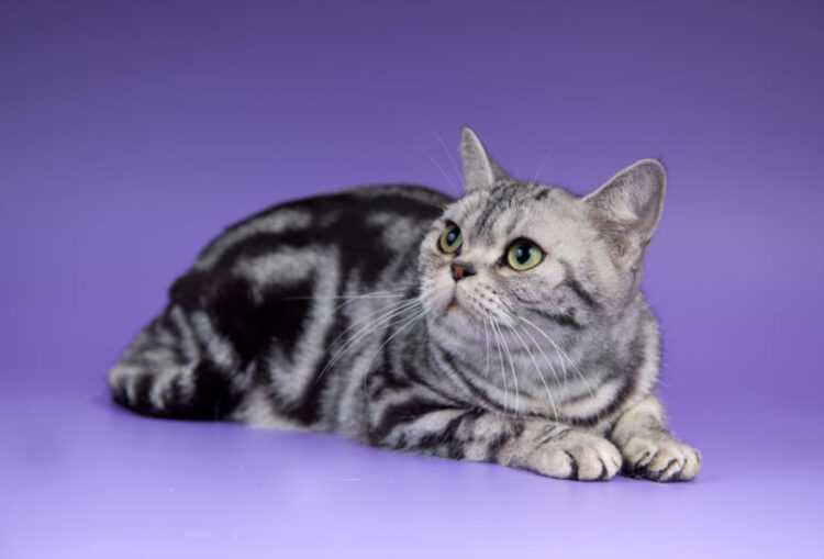 Сиамская кошка - описание породы, характер, фото котят