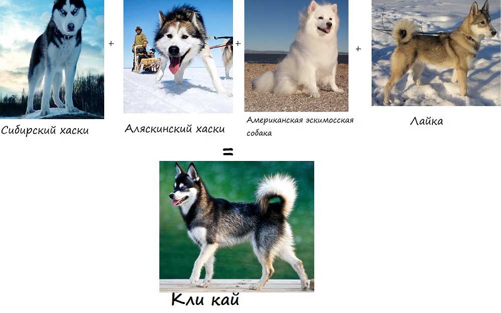 Сибирский хаски собака. описание, особенности, уход и цена сибирской хаски