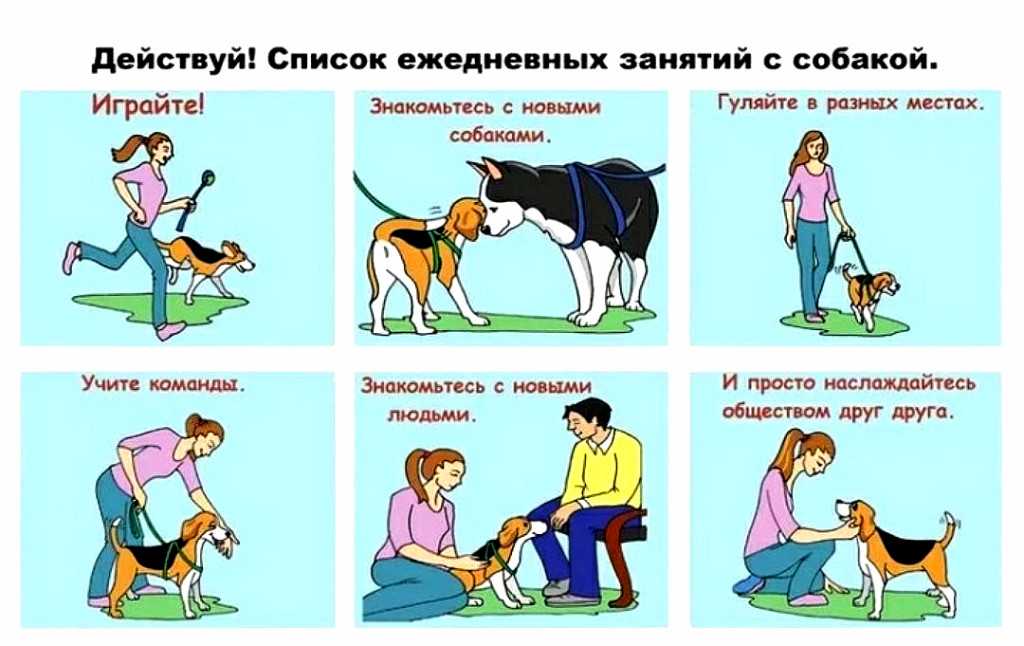 Как научить собаку команде место. советы: как приучить собаку к месту, тонкости обучения - dogtricks.ru